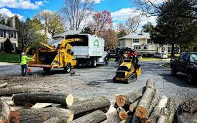 Best Tree Maintenance Programs  in Edgewood, NM