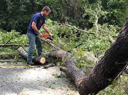 Best Firewood Processing and Delivery  in Edgewood, NM