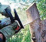 How Our Tree Care Process Works  in  Edgewood, NM
