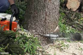 Best Lawn Pest Prevention  in Edgewood, NM