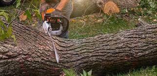 Edgewood, NM Tree Removal Company