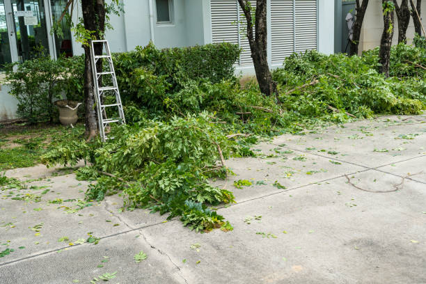 Best Aeration Services  in Edgewood, NM