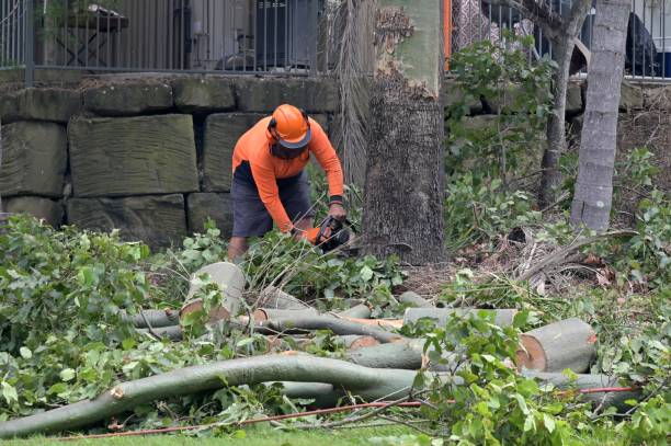 Best Tree Removal  in Edgewood, NM