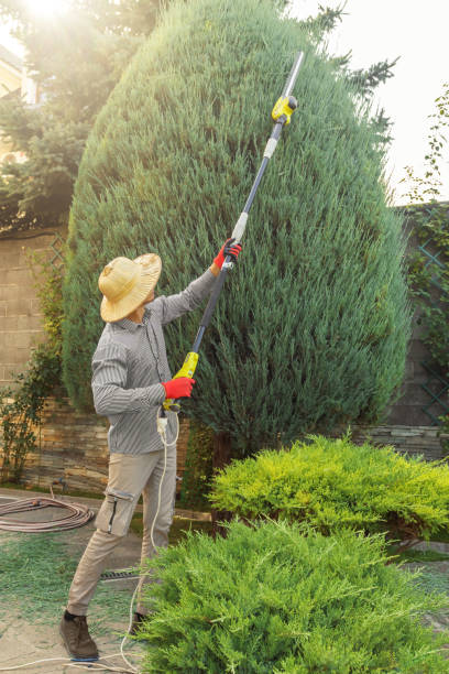 Best Lawn Maintenance Plans  in Edgewood, NM